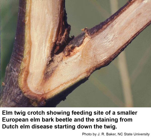 Elm twig crotch showing feeding site of a smaller European elm bark beetle and the staining from Dutch elm disease starting down the twig
